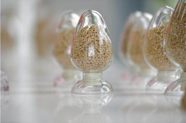 “十四五”发展亮点丨端稳中国饭碗！农作物自育品种超95%