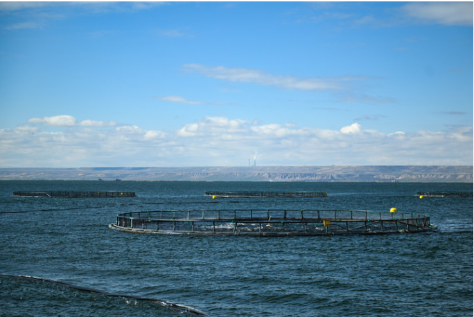 青海冷水鱼“游”向餐桌