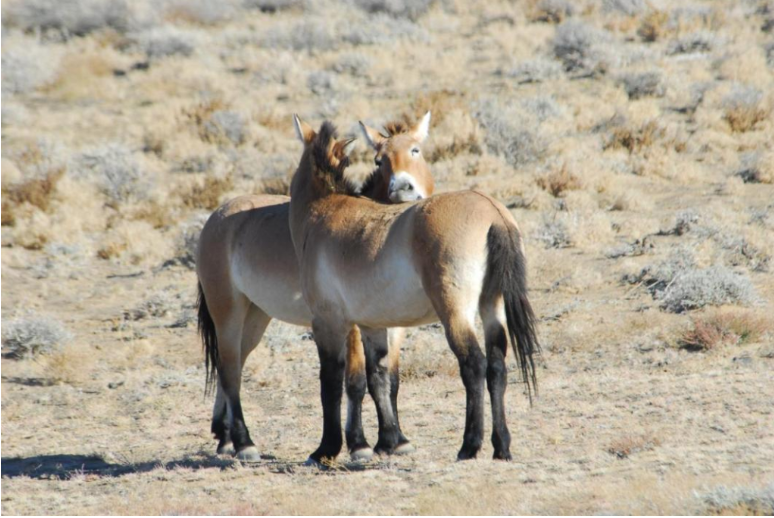 科学与健康丨奋蹄前行！从我国科研视角看马的演化传奇