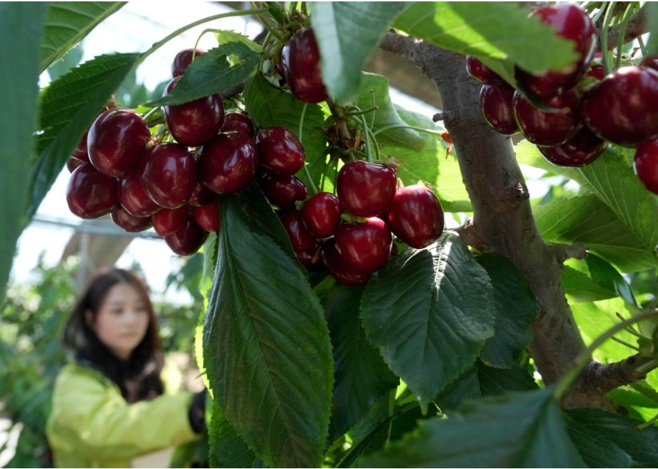 秀我中国丨立夏：万物并秀启夏章