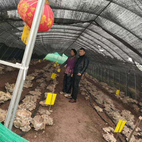 以志愿之光聚民生之力 以实干之行筑共富之路