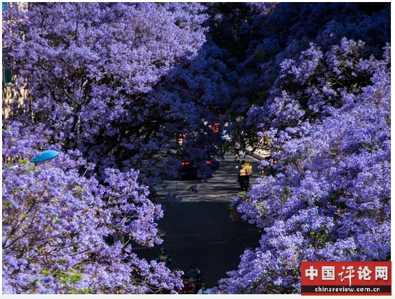 云南昆明：绝美蓝花楹 花开动春城