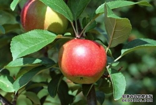 养生指南：吃苹果的时间你控制好了吗？