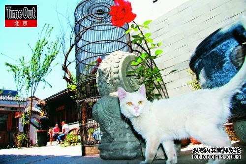 最有京味儿的休闲地 放倒在最北京的院里