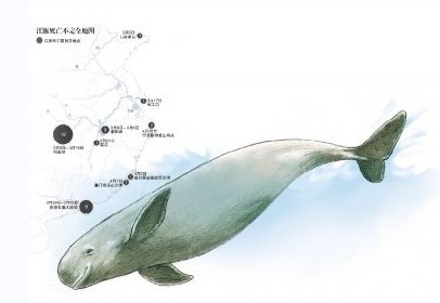 洞庭湖江豚44天12头死亡 专家称进入快速灭绝期