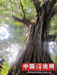 大榕树