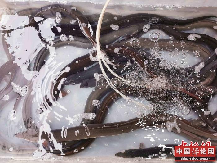 台山菜市场销售的白鳝 李晓春 摄