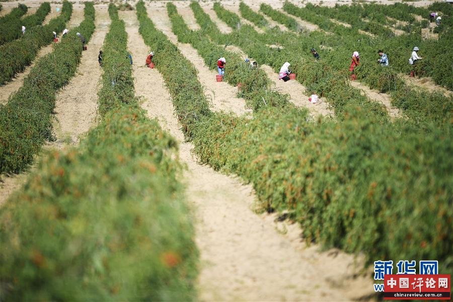 （新华全媒头条·走向我们的小康生活·图文互动）（7）23万人的命运转折——我国最大易地生态移民安置区的脱贫密码