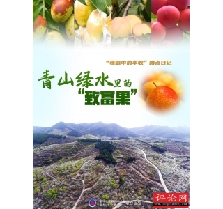 “我眼中的丰收”蹲点日记|青山绿水里的“致富果”